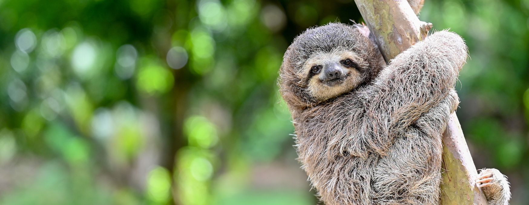 2025 SlothtoberFest with The Sloth Institute